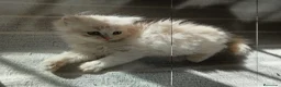 Persa gatos en venta: Gatas persas - Anuncio 6