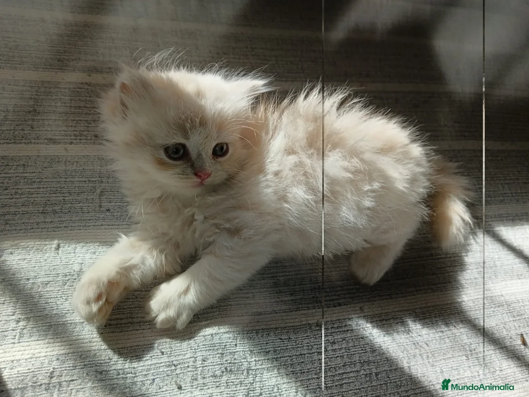 Persa gatos en venta: Gatas persas - Anuncio 6