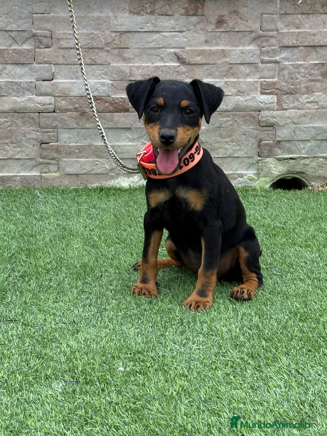 Terrier Alemán de Caza perros en venta: Cachorra Jagd terrier pelo fino - Imagen 4