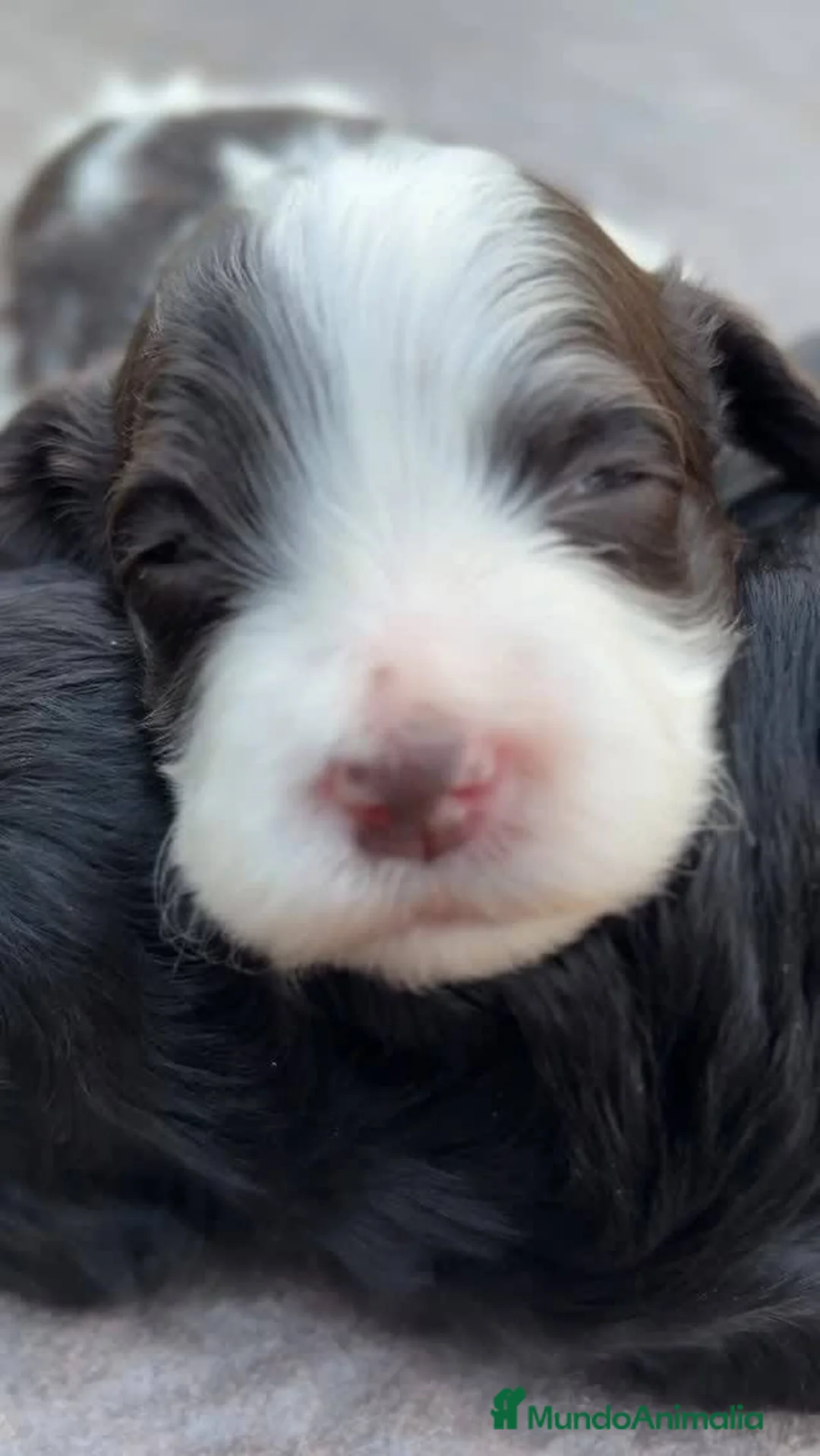 Perro de Agua Español perros en venta: PERRO DE AGUA - SEVILLA - CORDOBA  - Anuncio 2