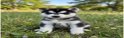 Husky Siberiano perros en venta: Husky siberiano  - Anuncio 4