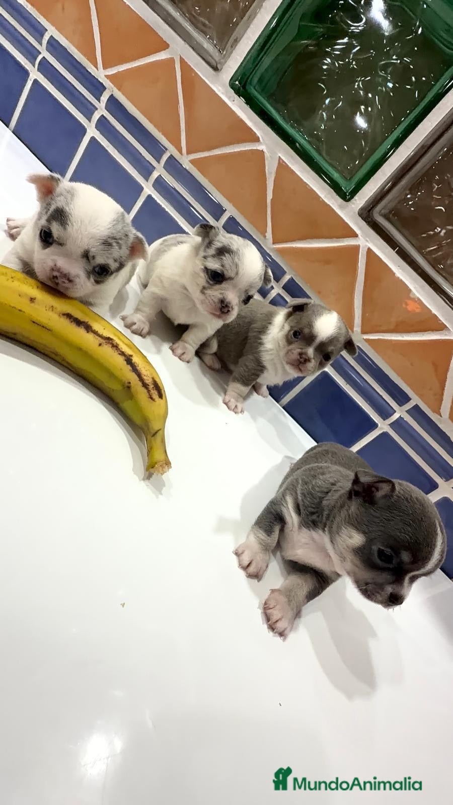 Chihuahua perros CHIHUAHUAS - Anuncio 3