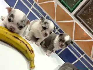 Chihuahua perros CHIHUAHUAS - Anuncio 3