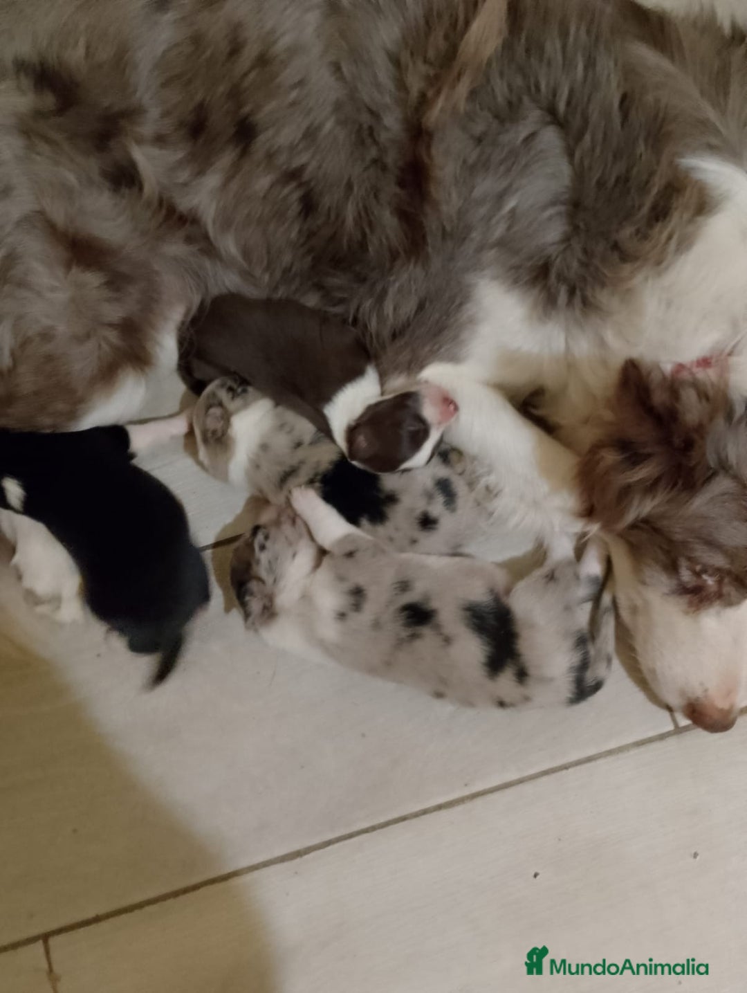 Border Collie perros en venta: Border collie para reservar  - Anuncio 2