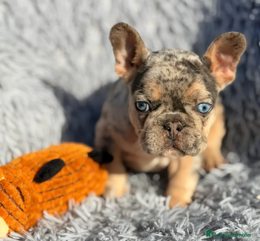 Bulldog Francés perros en venta: Bulldog Merle exótica  - Anuncio 7