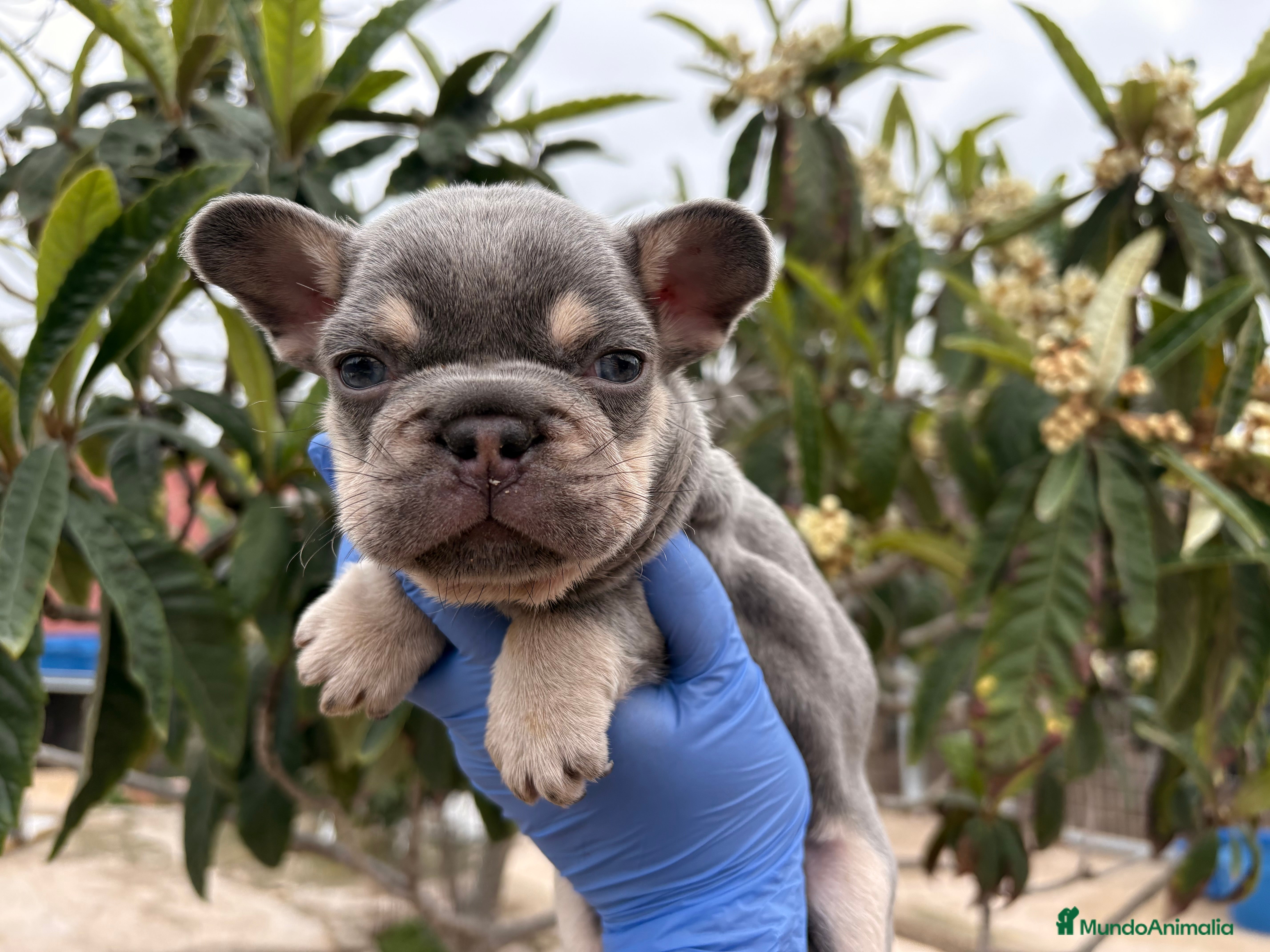 Bulldog Francés perros Bulldog francés entrega para reyes - Anuncio 1