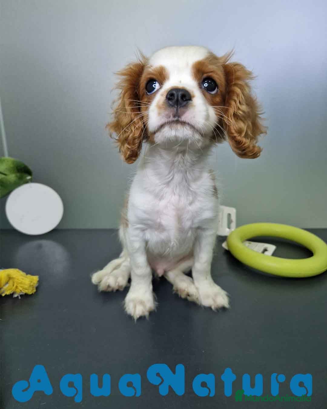 Cavalier King Charles Spaniel perros en venta: Cavalier Macho 0079 AQUANATURA  - Imagen 9