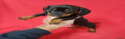 Teckel Miniatura perros en venta: Teckel Mini Negro y Fuego  - Anuncio 1