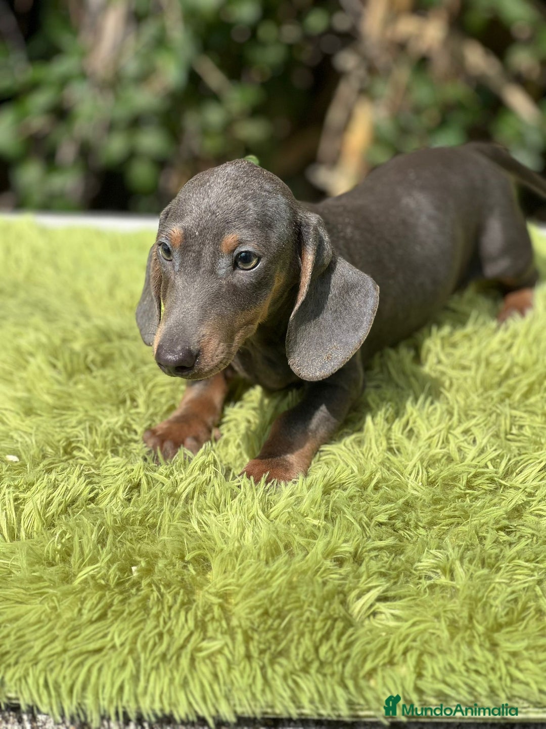 Teckel Miniatura perros en venta: Teckel blue mini - Imagen 5