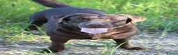 Labrador Retriever perros en venta: Preciosos cachorros de Labrador Retriever chocolat - Anuncio 14