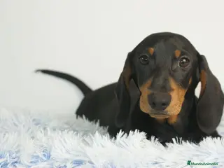 Teckel Miniatura perros CACHORRITOS DE TECKEL MINI N/F - Anuncio 3