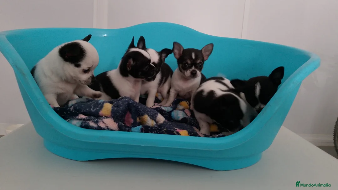 Chihuahua perros en venta: Chihuahua toy - Anuncio 4