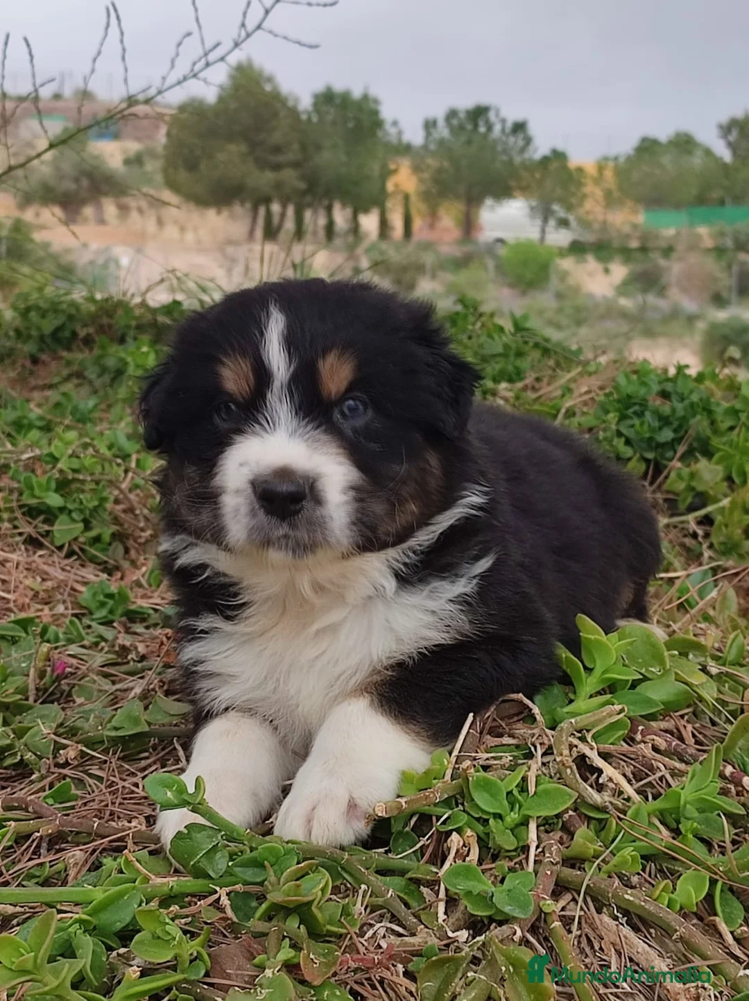 Pastor Australiano perros en venta: PASTOR AUSTRALIANO - Anuncio 1