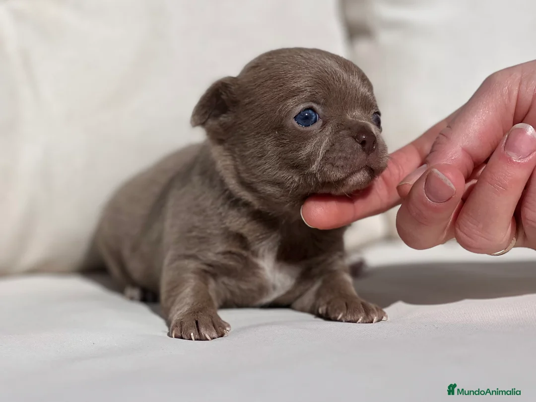 Chihuahua perros en venta: CHIHUAHUA BLUE LÍNEA RUSA  - Anuncio 1