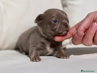 Chihuahua perros CHIHUAHUA BLUE LÍNEA RUSA - Anuncio 1