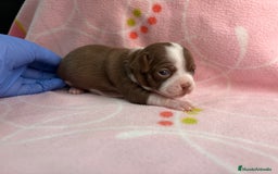 Chihuahua perros en venta: Chihuahuas hembras - Imagen 2
