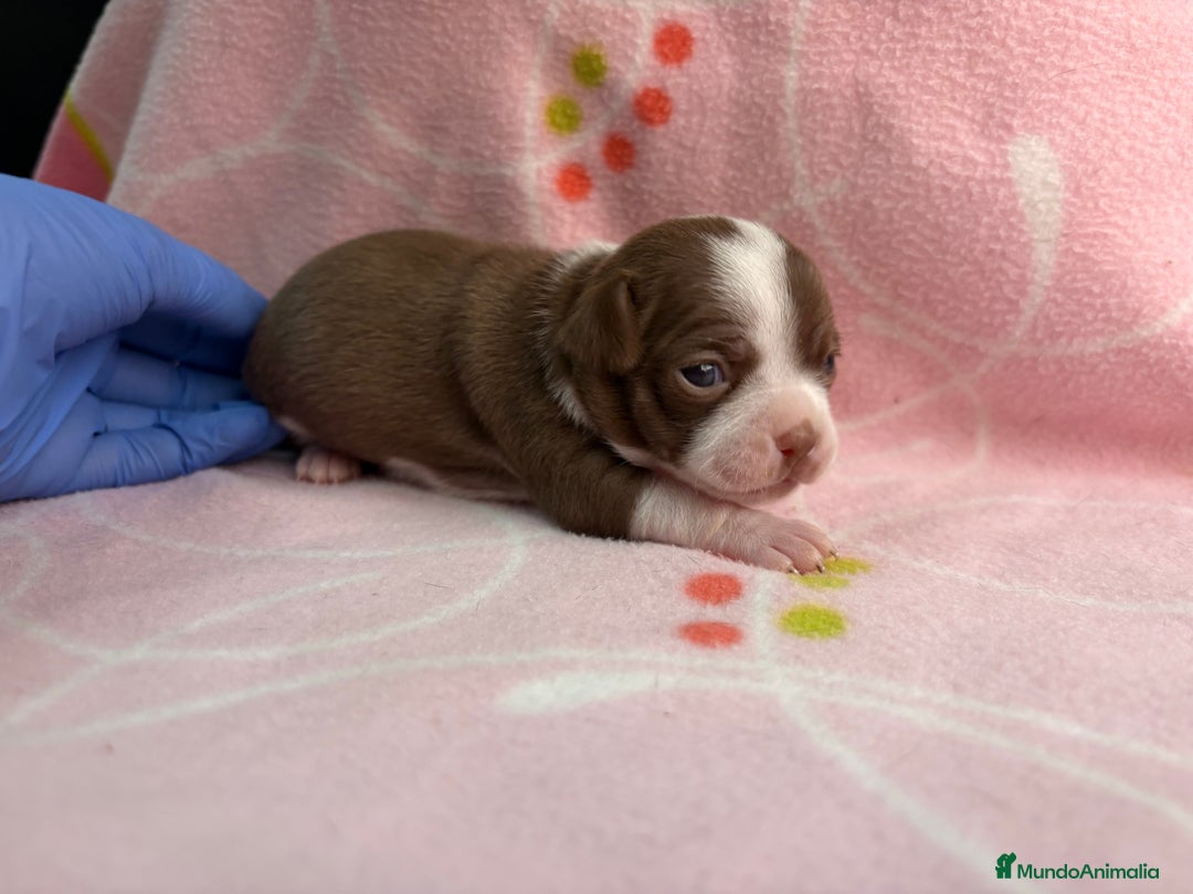 Chihuahua perros en venta: Chihuahuas hembras - Imagen 2
