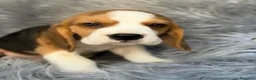 Beagle perros en venta: BEAGLE TRICOLOR  - Anuncio 8
