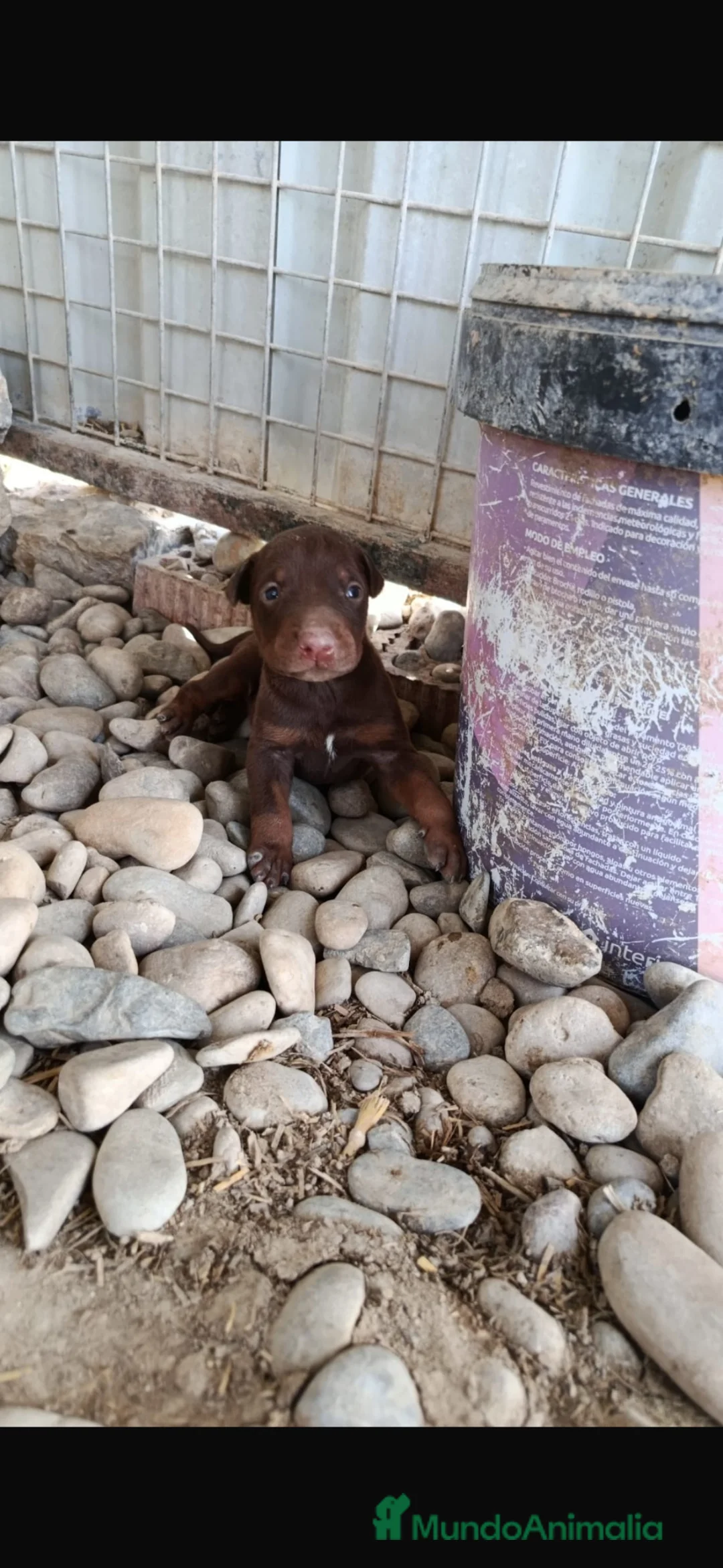 Dobermann perros en venta: Doberman disponibles 🐶🐾 en Córdoba - Anuncio 3