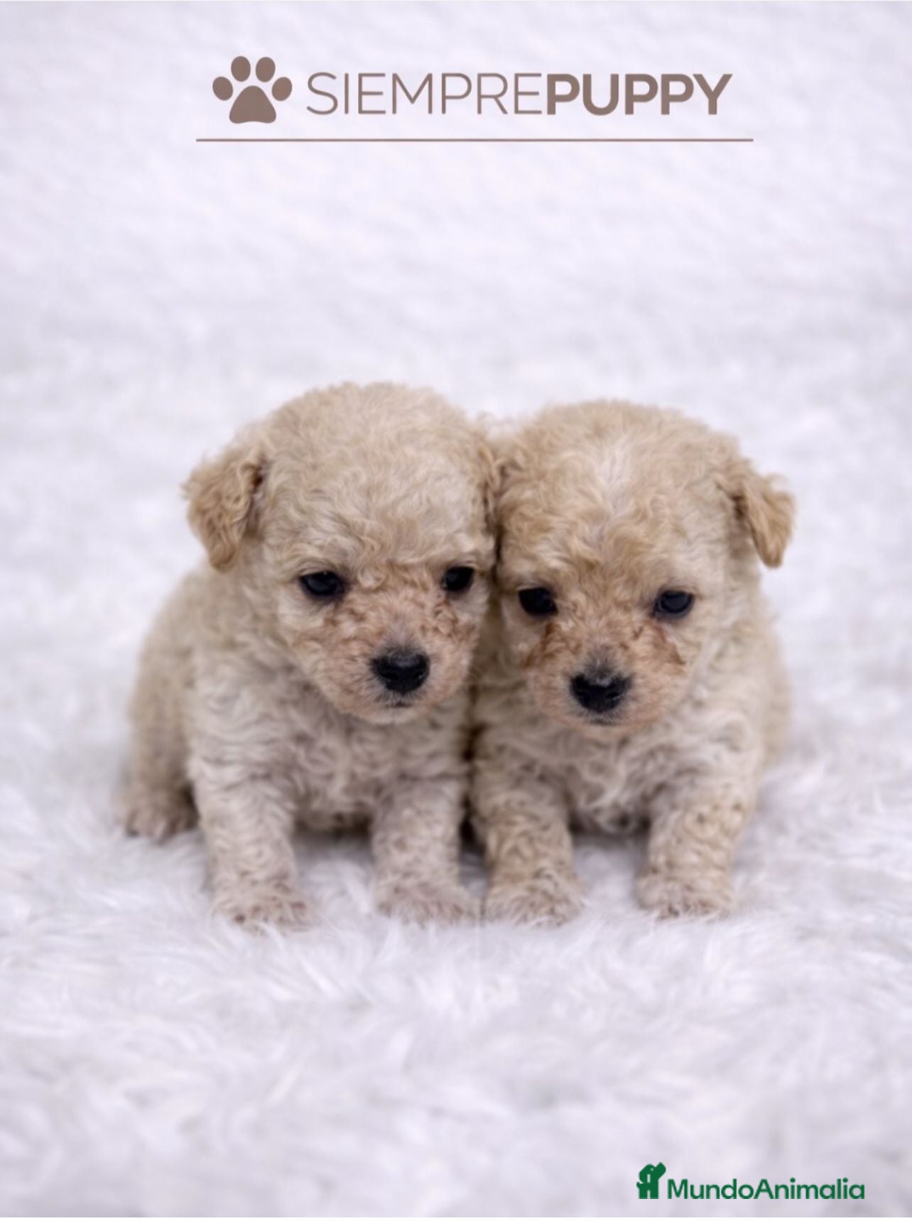 Caniche Toy perros CANICHE MINI TOY APRICOT - Anuncio 1