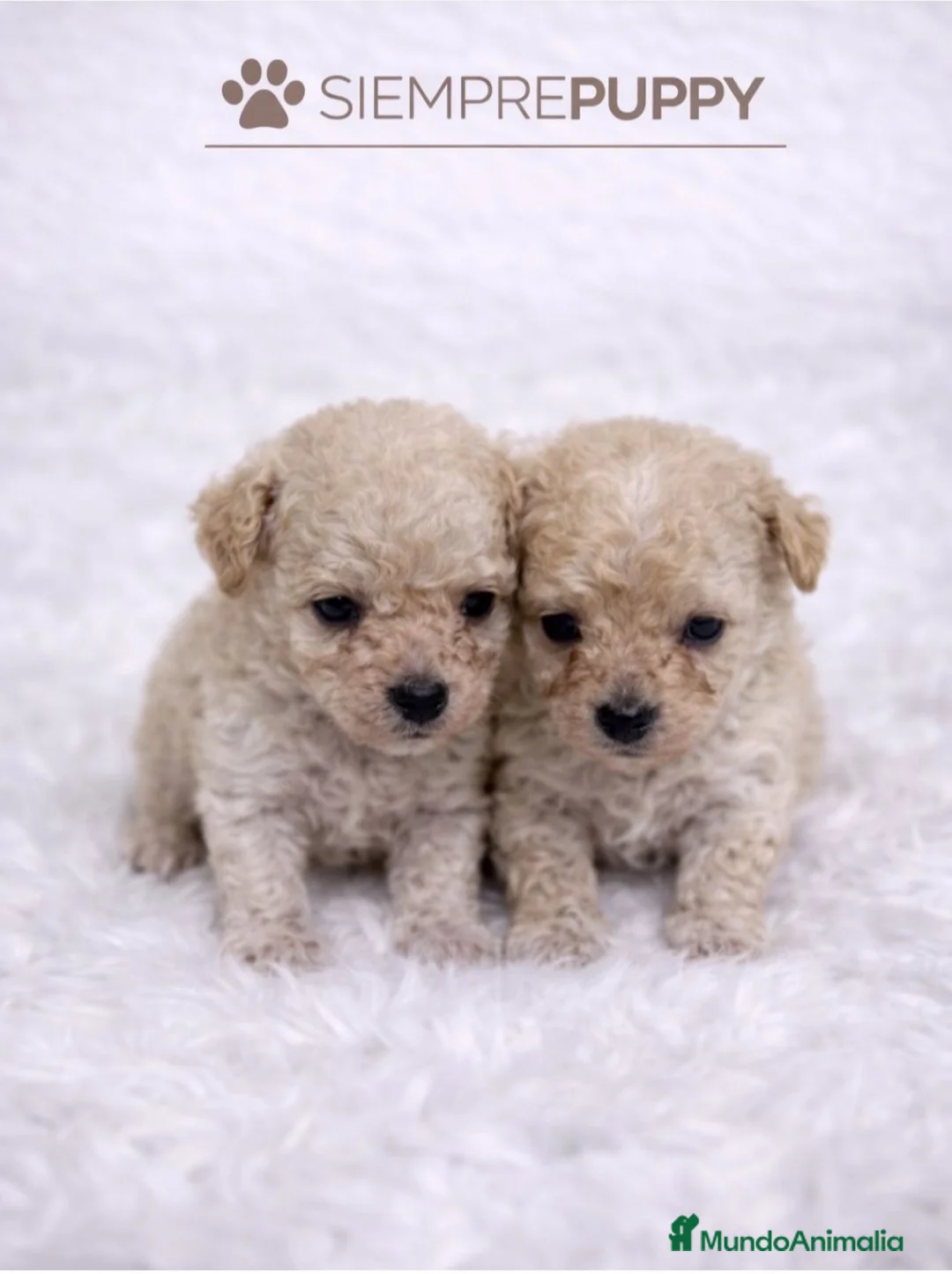 Caniche Toy perros en venta: CANICHE MINI TOY APRICOT - Anuncio 1