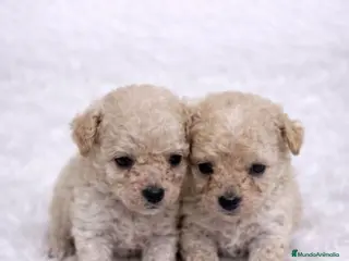 Caniche Toy perros CANICHE MINI TOY APRICOT - Anuncio 1