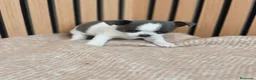 Chihuahua perros en venta: Chihuahua Toy machos disponibles  - Anuncio 9