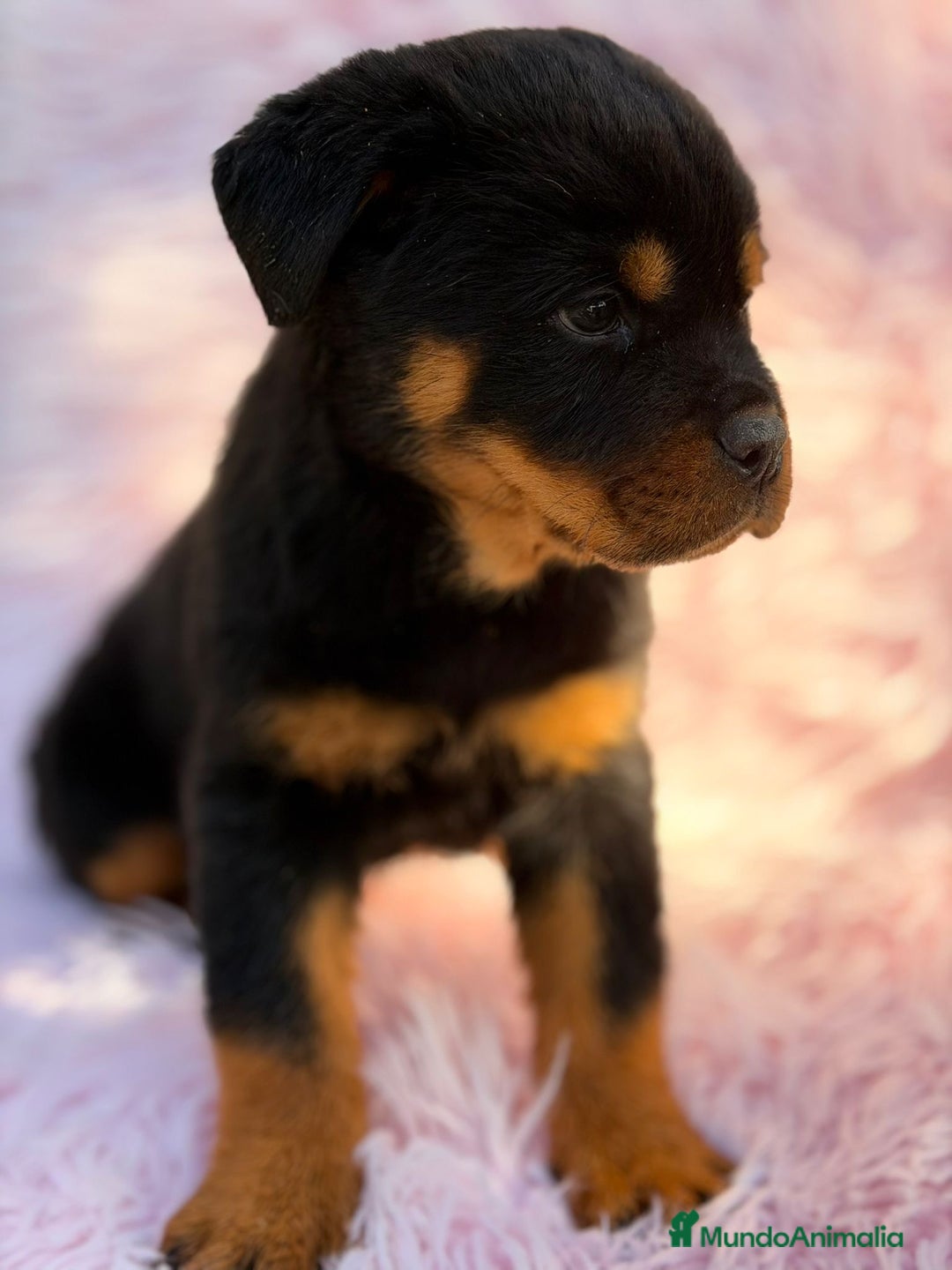 Rottweiler perros en venta: ROTTWEILER EXCELENTE LINEA - Anuncio 3