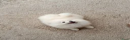 Pomerania perros en venta: OFERTA POMERANIA MACHITO  - Anuncio 2