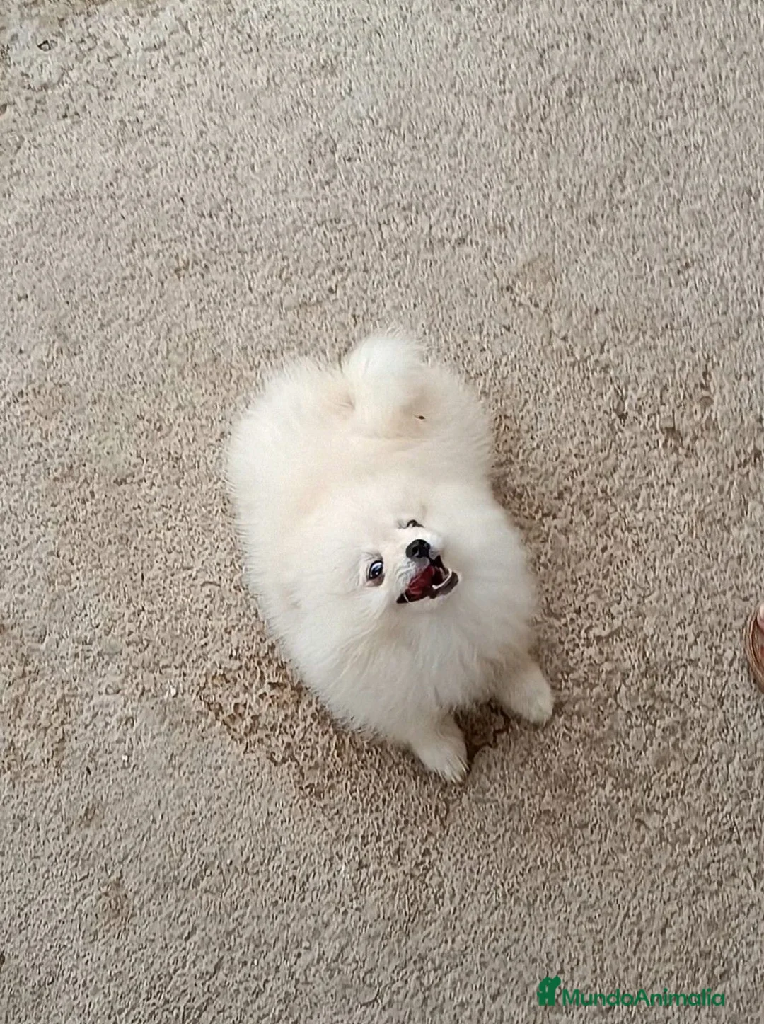 Pomerania perros en venta: OFERTA POMERANIA MACHITO  - Anuncio 2