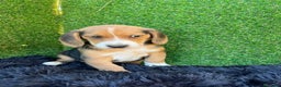 Beagle perros en venta: Beagle cachorros  en Ciudad Real - Anuncio 4