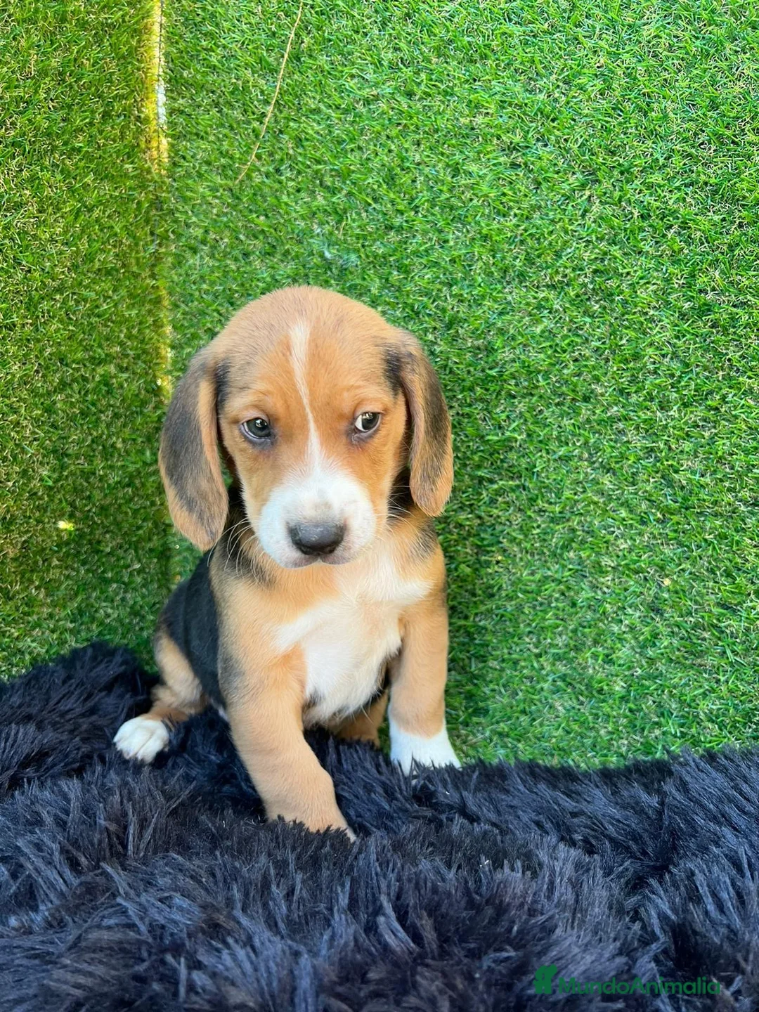 Beagle perros en venta: Beagle cachorros  en Ciudad Real - Anuncio 4