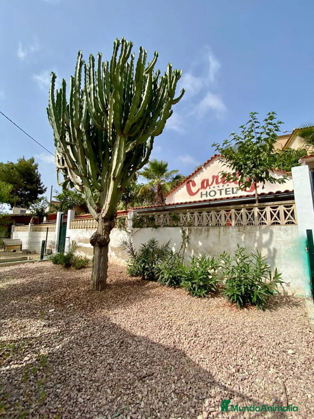 Pinscher Alemán perros en venta: Benidorm Todos los servicios para tu mascota  en Alicante - Anuncio 7