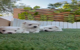 Bichón Maltés perros en venta: BICHÓN MALTÉS  - Imagen 9