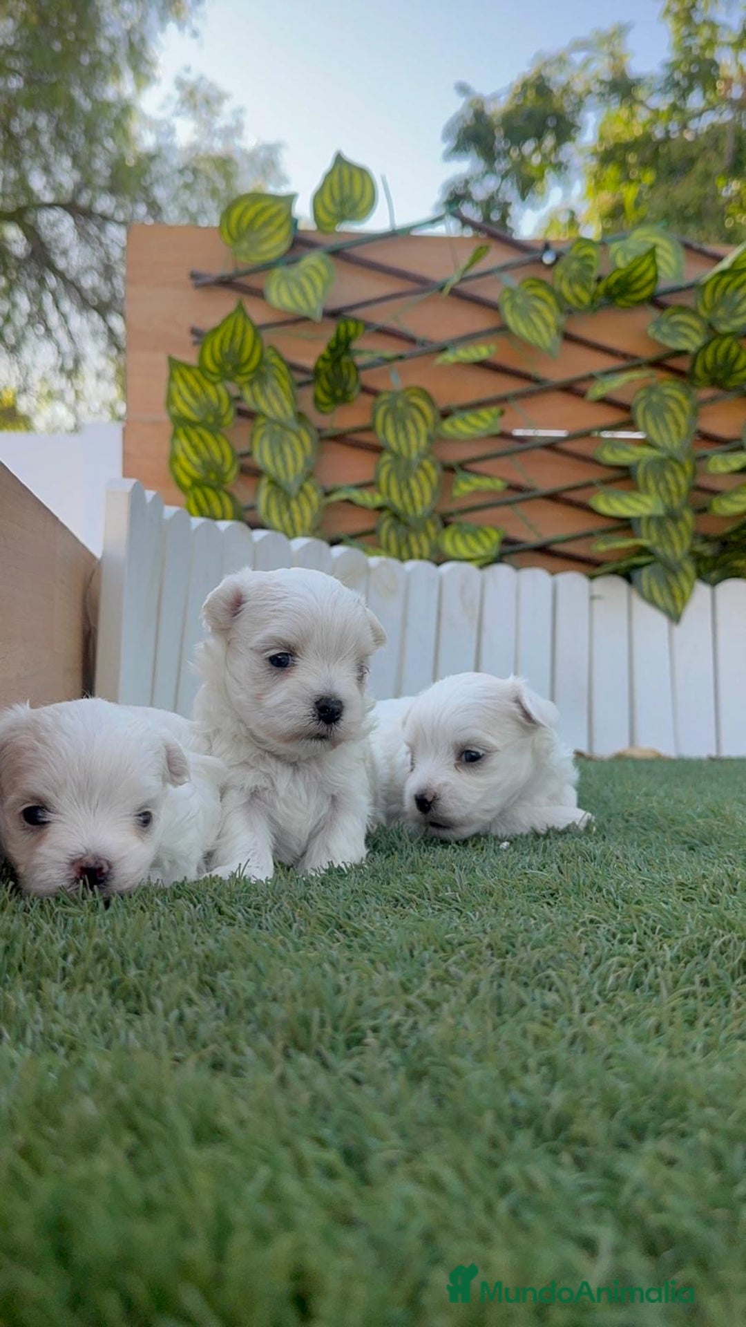 Bichón Maltés perros en venta: BICHÓN MALTÉS  - Imagen 9