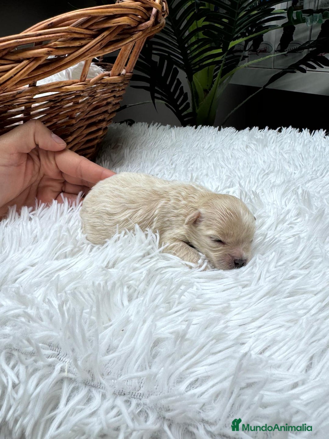 Maltipoo perros en venta: MALTIPOO HEMBRA - Anuncio 8