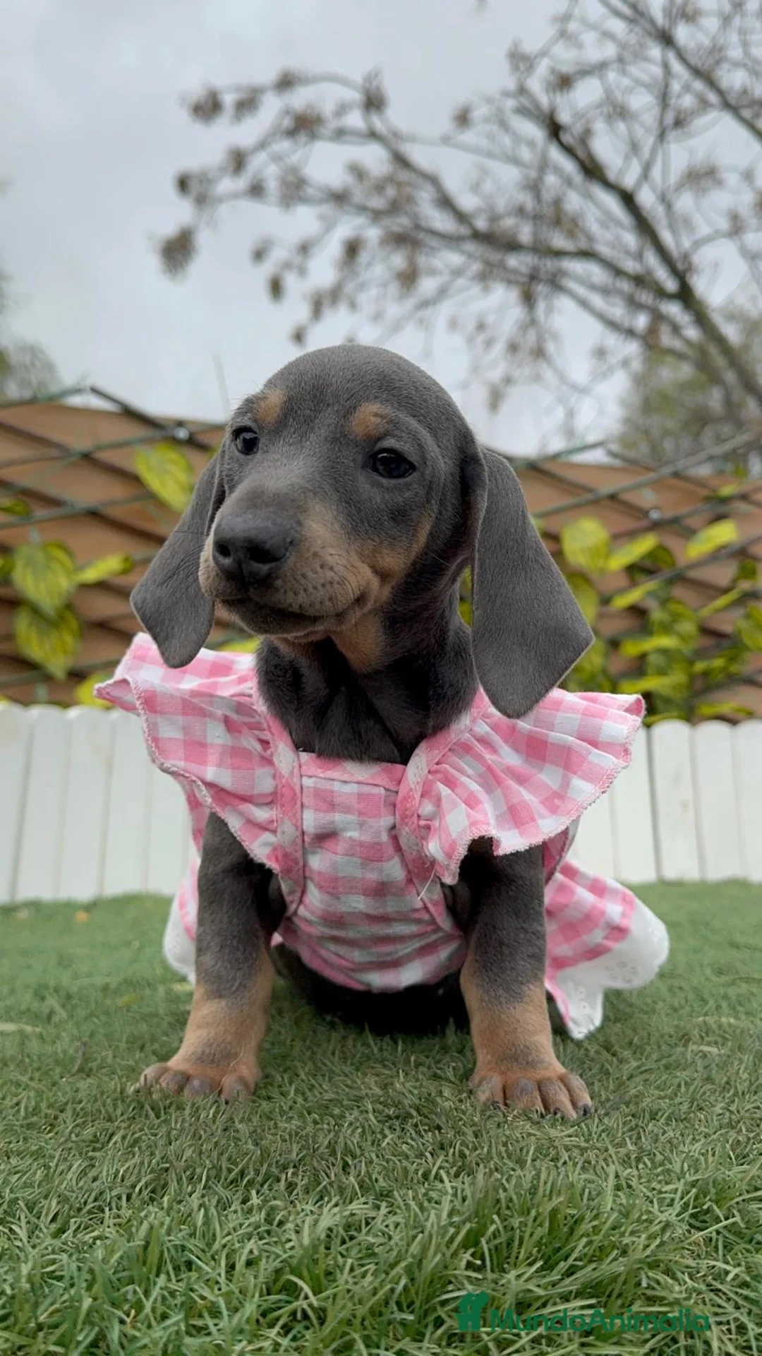 Teckel Miniatura perros en venta: TECKEL MINIATURA - Anuncio 6