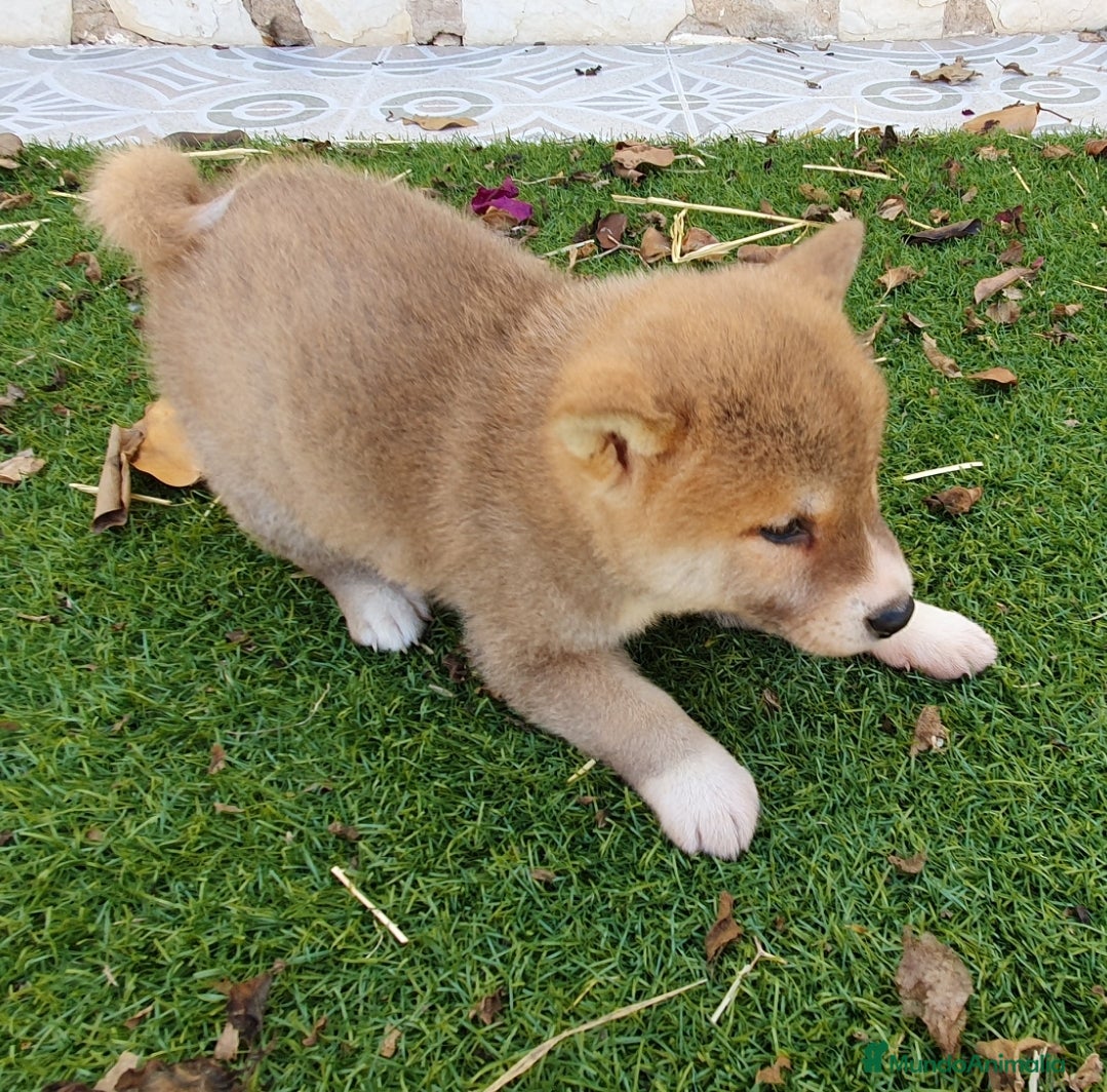 Shiba Inu perros Shiba Inu Cachorros - Anuncio 1