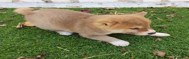 Shiba Inu Cachorro 1