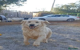 Golden Retriever perros en venta: Golden Retriever  - Imagen 1