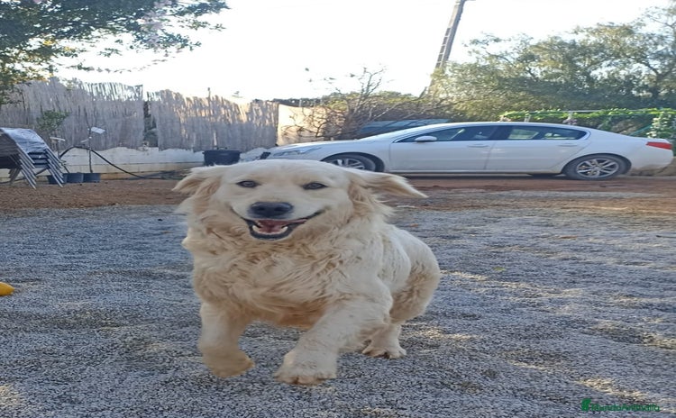 Golden Retriever perros - Anuncio 1