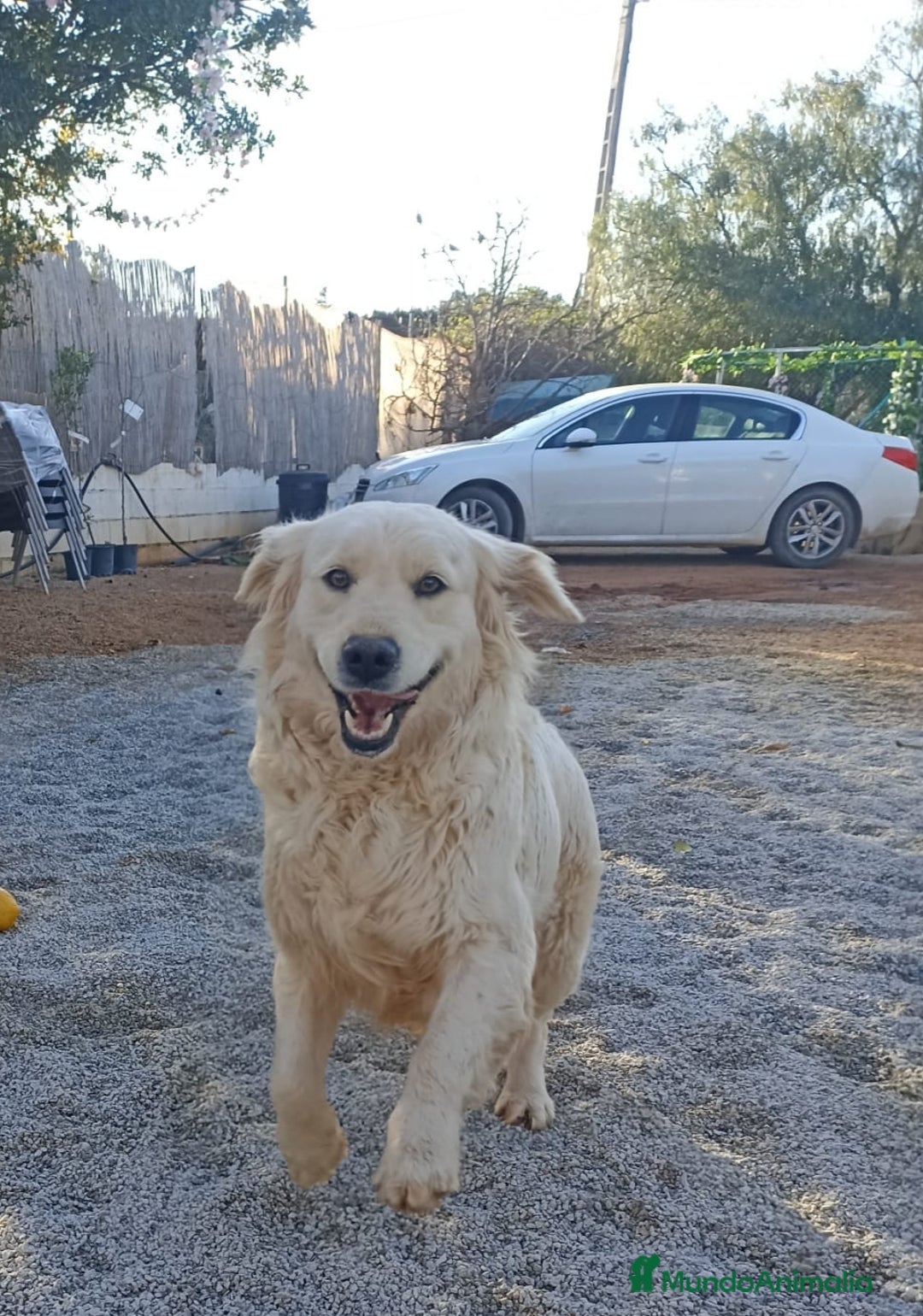 Golden Retriever perros en venta: Golden Retriever  - Imagen 1