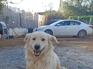 Golden Retriever perros - Anuncio 1