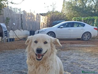 Golden Retriever perros Golden Retriever - Anuncio 10