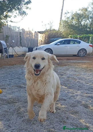 Golden Retriever perros Golden Retriever - Anuncio 1