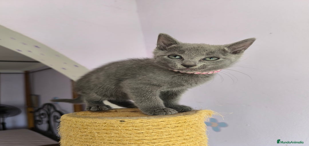 Imagen de galería {{count}}