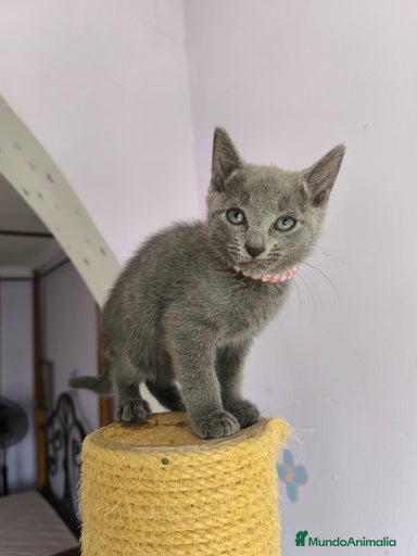 Imagen de galería {{count}}