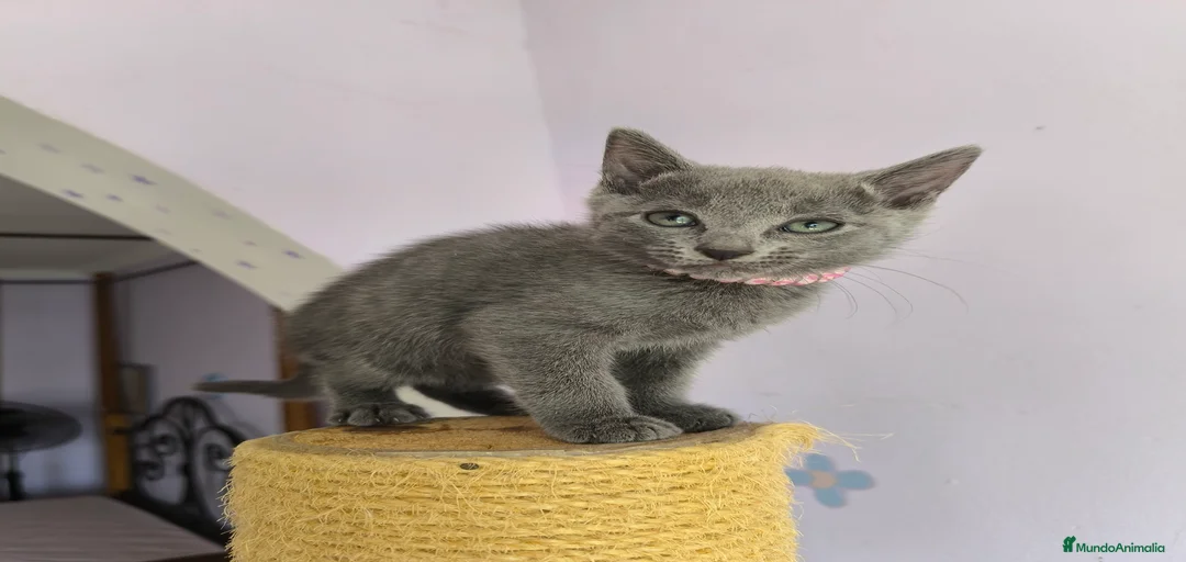 Imagen de galería {{count}}