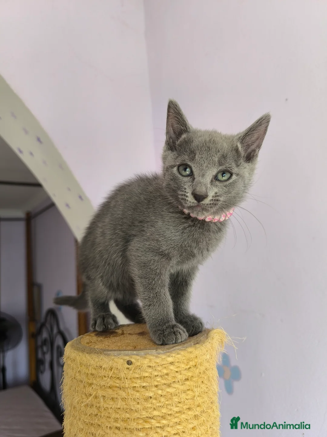 Imagen de galería {{count}}