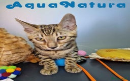 Bengalí gatos en venta: Bengali Hembra 4611 AQUANATURA - Imagen 10